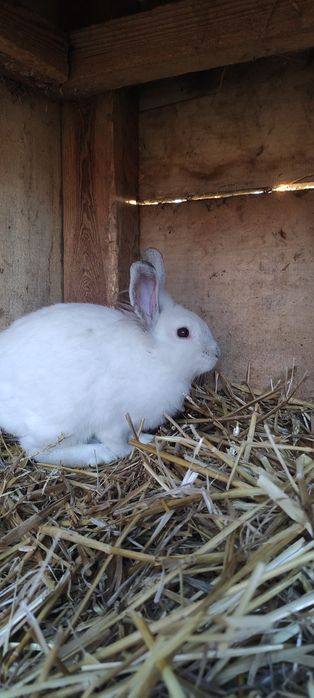Królik samiec wiek 4 miesiące