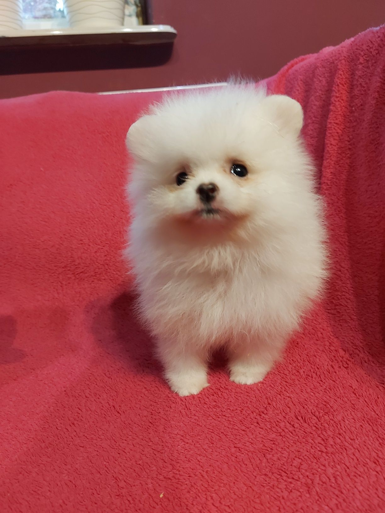 Pomeranian xs szpic miniaturowy ZkwP FCI