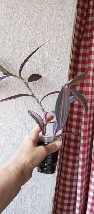 Вариегатные традесканции ,  эпипремнумы, Фил Тортум