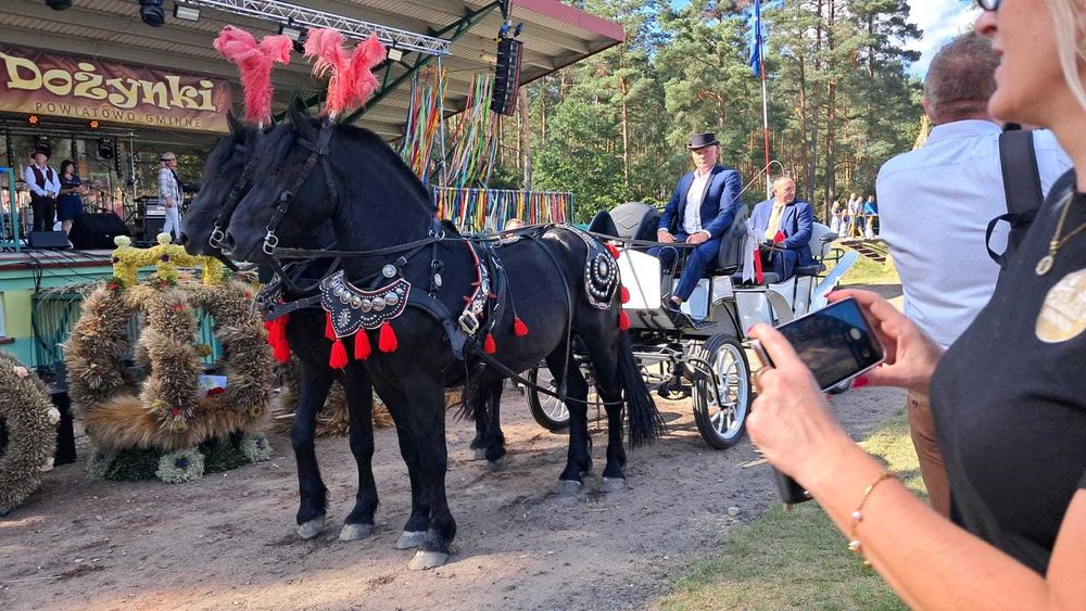 Dwa ogiery pół fryzyjskie 6lat
