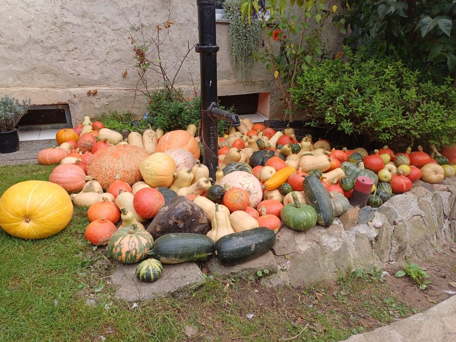 Dynie  różne odmiany