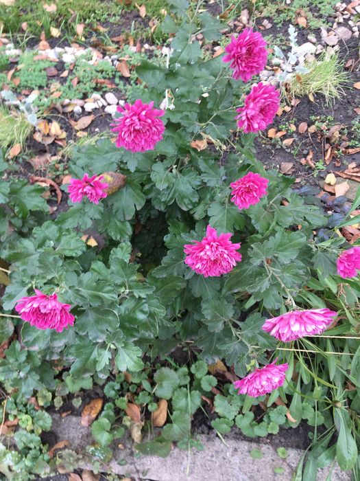 Цветы садовые