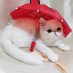 Свободные 2 экзотические белые девочки! Окрас w62.