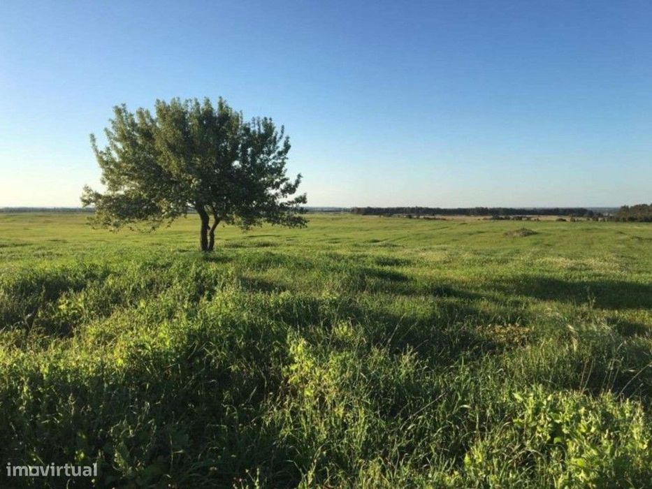 Herdade com 91 ha em São Teotónio, Odemira