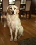 Lola- suczka w typie rasy Golden Retriever