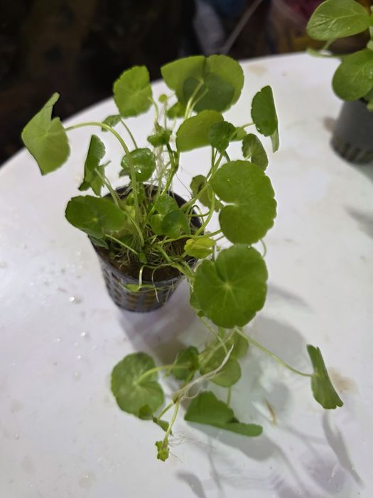 Wrągotka - roślina akwariowa