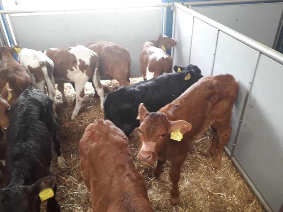 Cielęta, cielaki, byczki oraz jałówki mięsne, MM,MS,HF transport