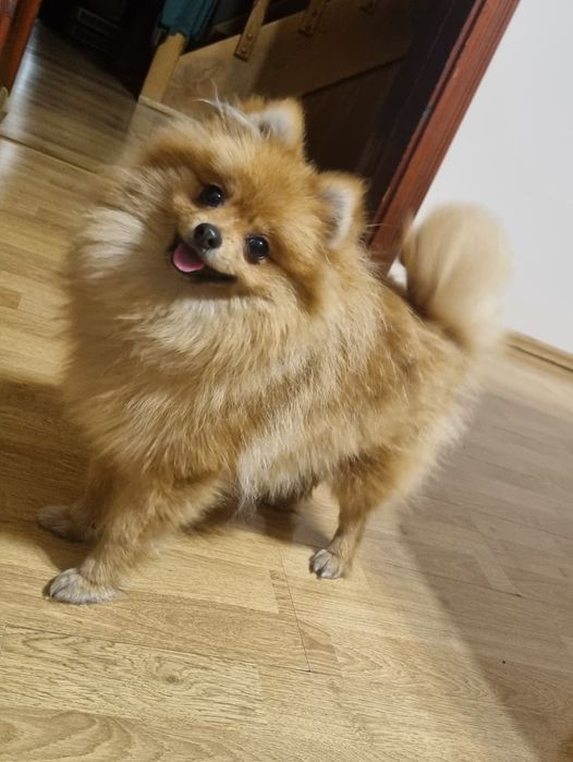 Szpic miniaturowy Pomeranian Suczka,miniaturka orange