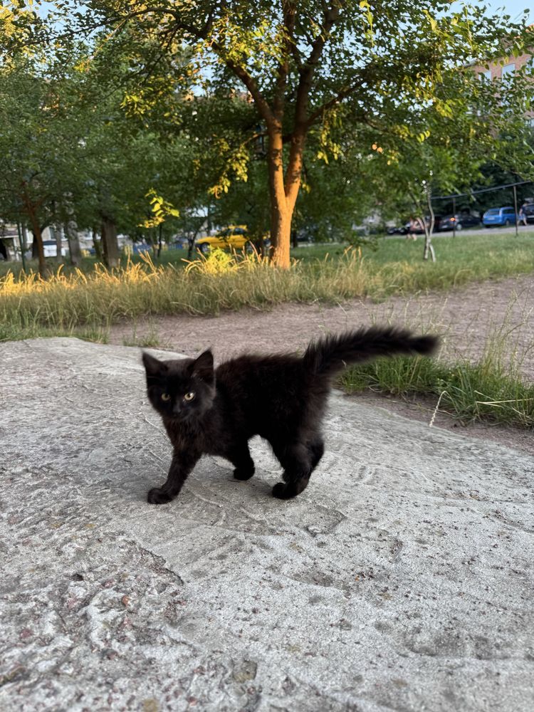 Активний котик в пошуках родини