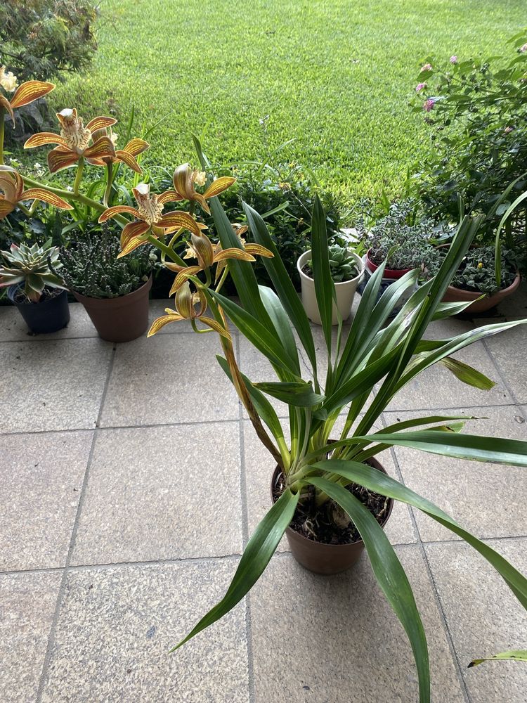 Vaso de orquidea