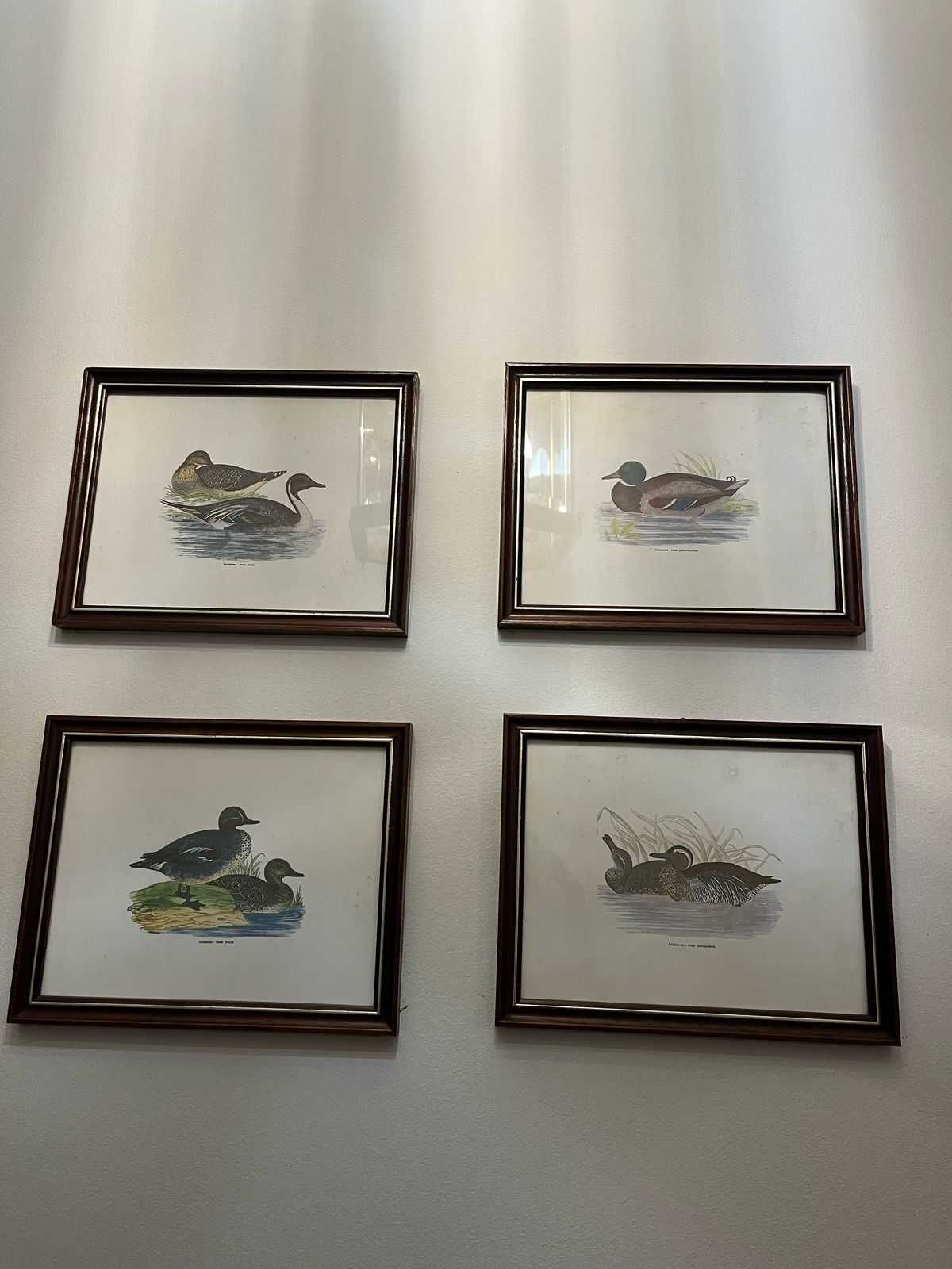 Conjunto de 4 quadros - Patos