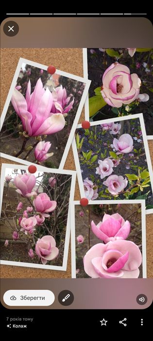 Саджанці магнолії Суланжа