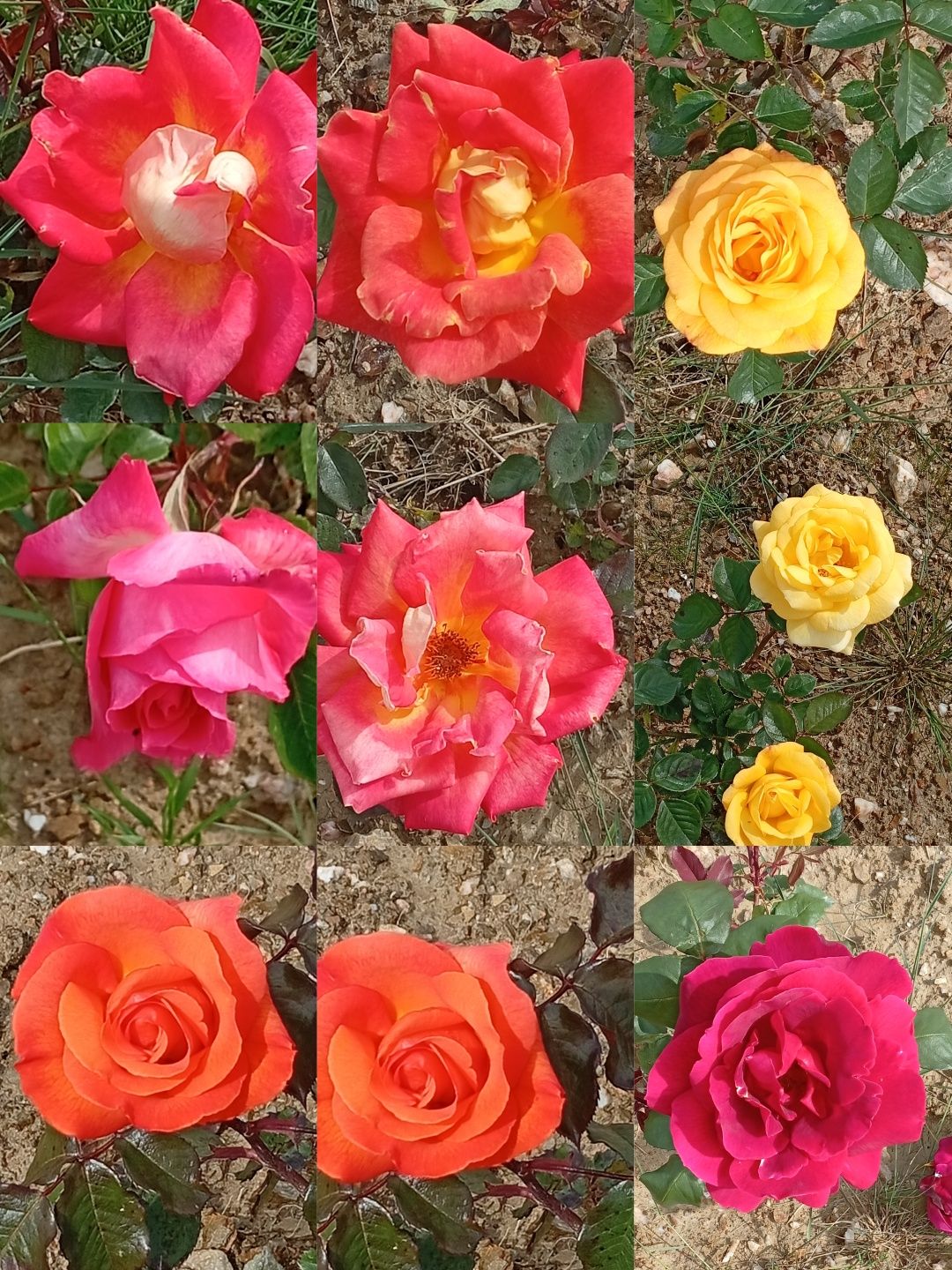 Rosas perfumadas