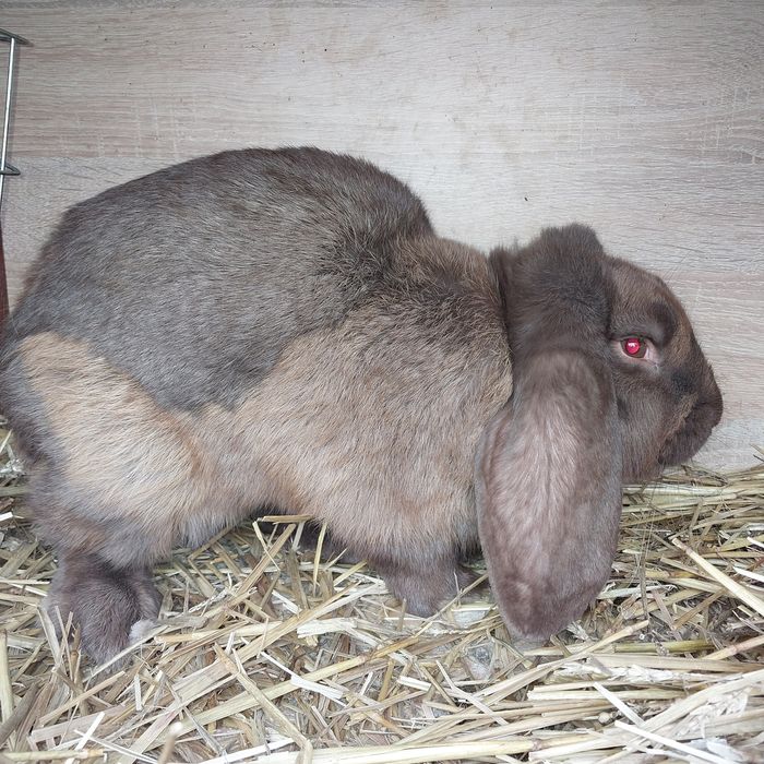 Sprzedam młodego samca barana francuskiego