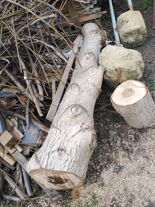 Drzewo orzech 2 pnie