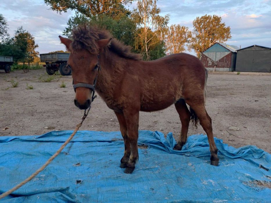 Kucyk ogierek odsadek