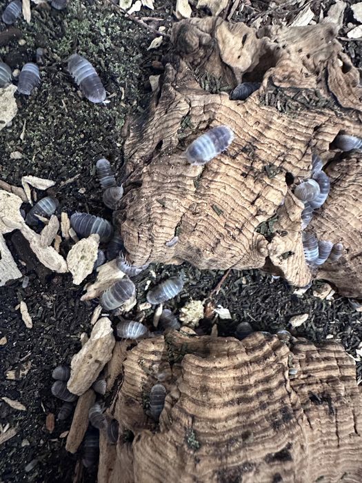 Isopody Cubaris panda king - 200 szt