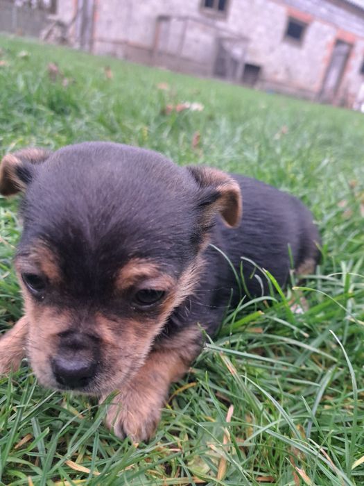 2 male pieski  za darmo