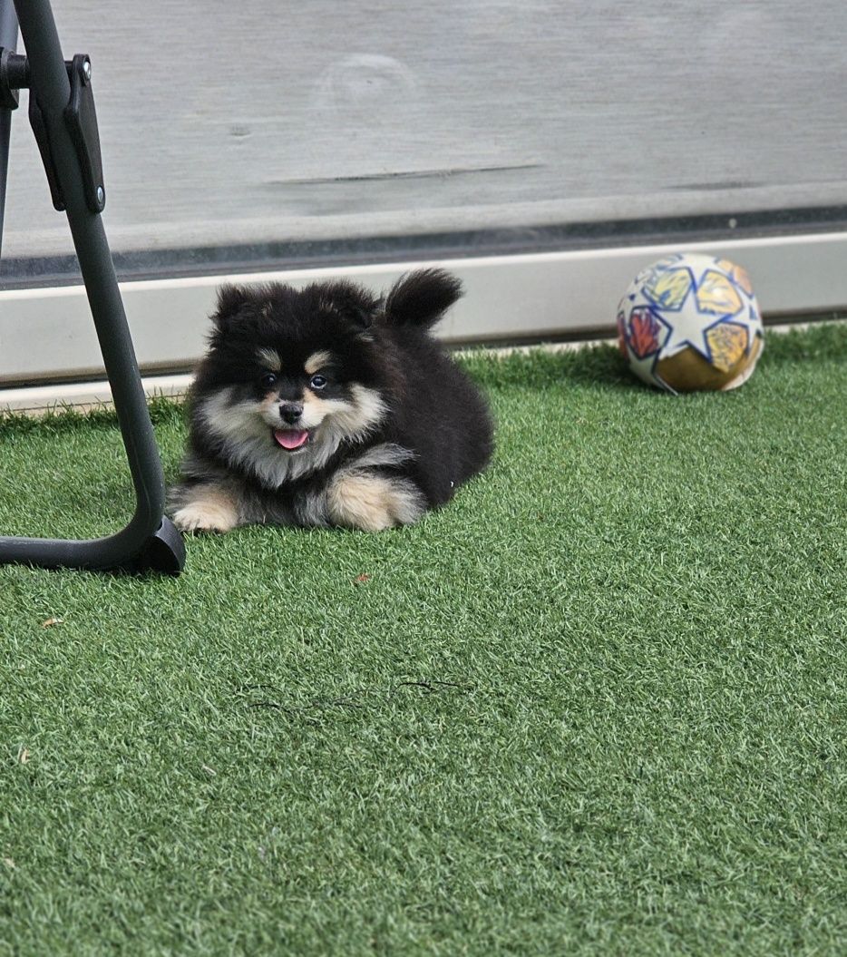 Spitz Alemão Macho
