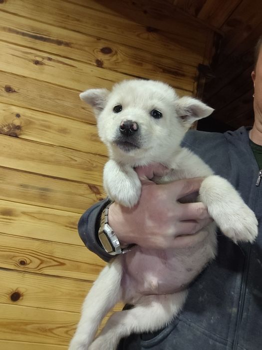 Віддам у добрі руки