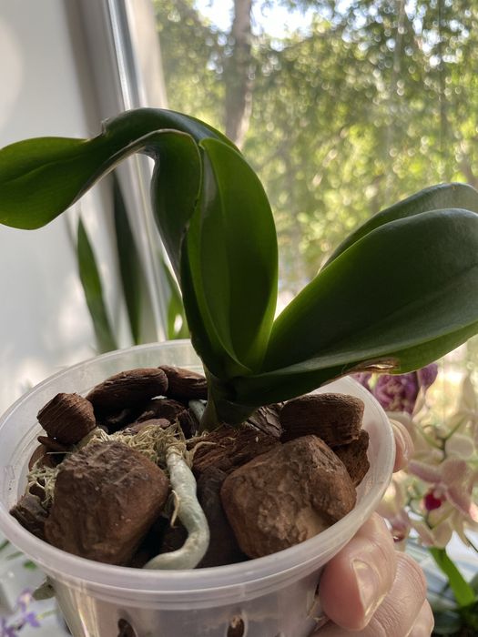 Орхідея ротердам дітка