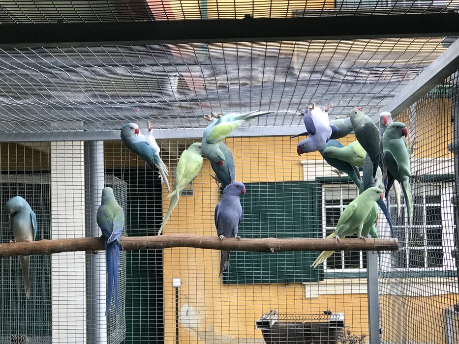 Ring necks de 2025 para cedência