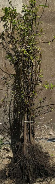 Grab pospolity Gotowe  Sadzonki na Żywopłot 100-150cm SZKÓŁKOWANY