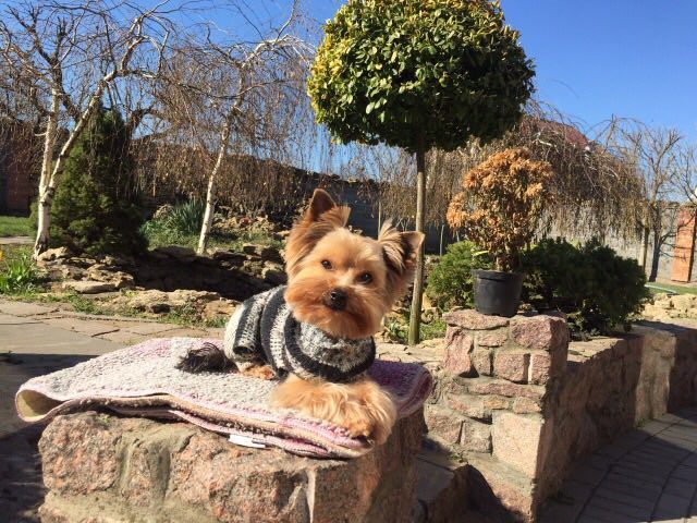 Вязка ! Ищу невесту!