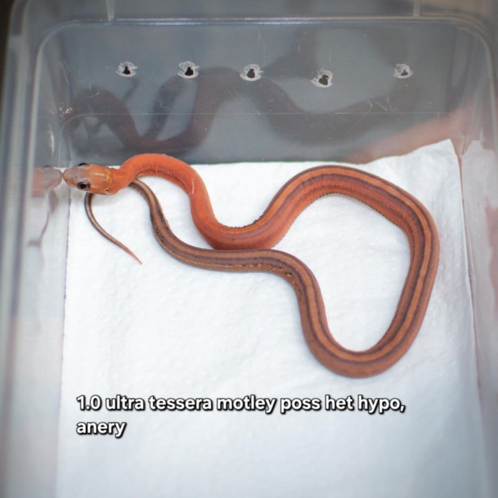 wąż zbożowy scaleless łysy