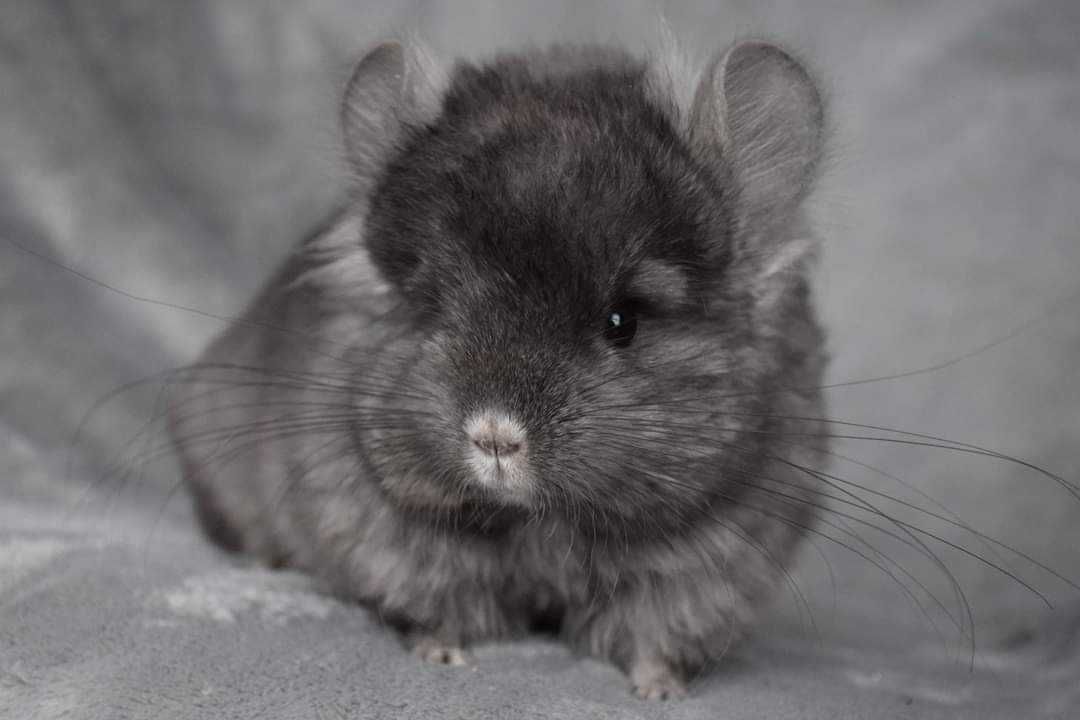 Amber Chinchillas* szynszyla domowa hodowla Angora RPA