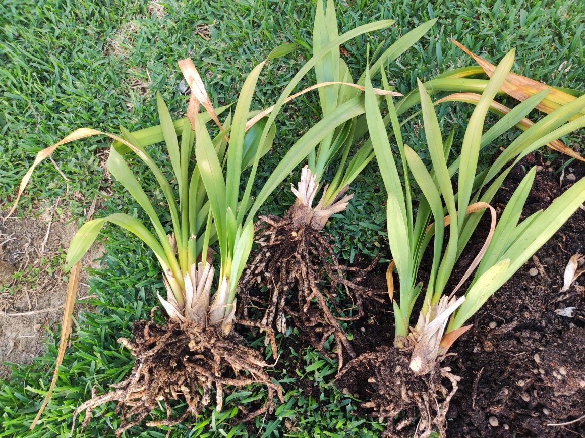 Orquídeas de várias cores