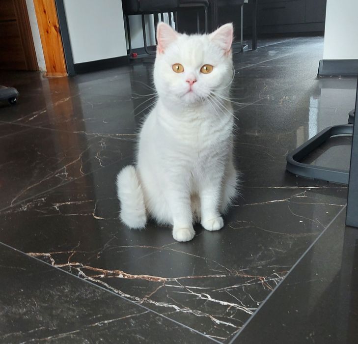 Kotka brytyjska Cleo