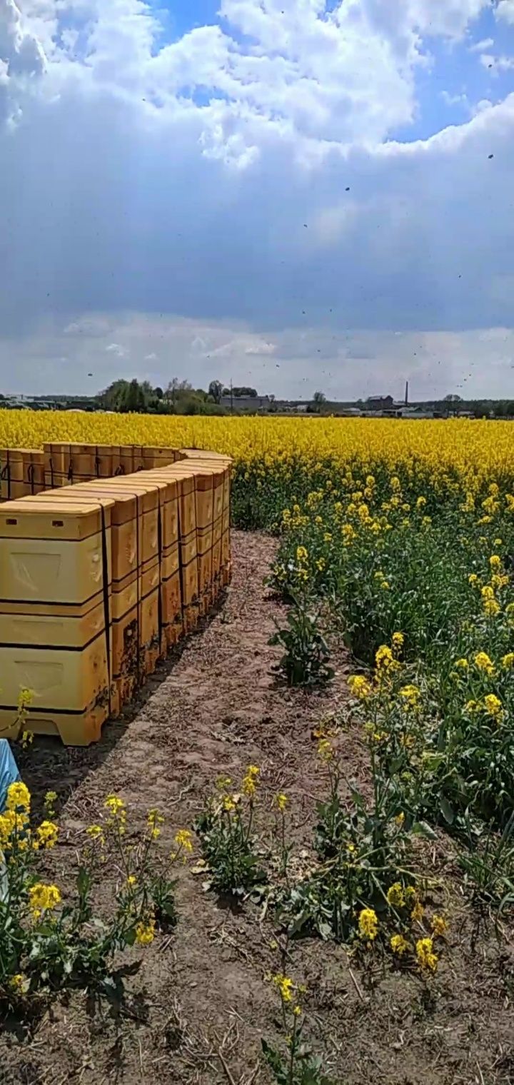 Miód rzepakowy z własnej pasieki Mława