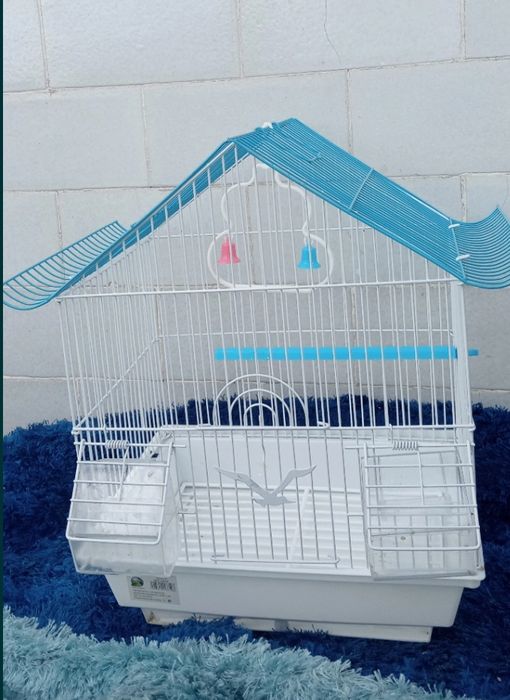 2 piriquitos domésticados