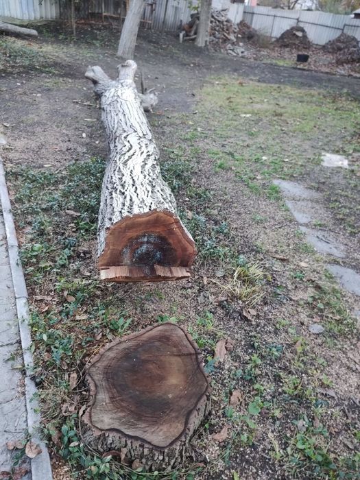 Орех, ценная порода, толстые