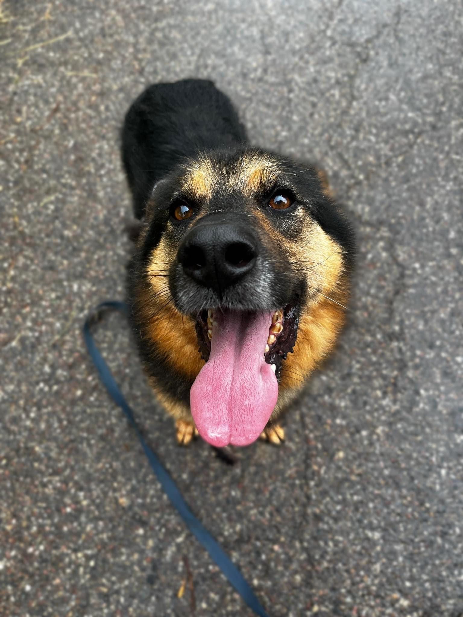 Owczarek niemiecki do adopcji!