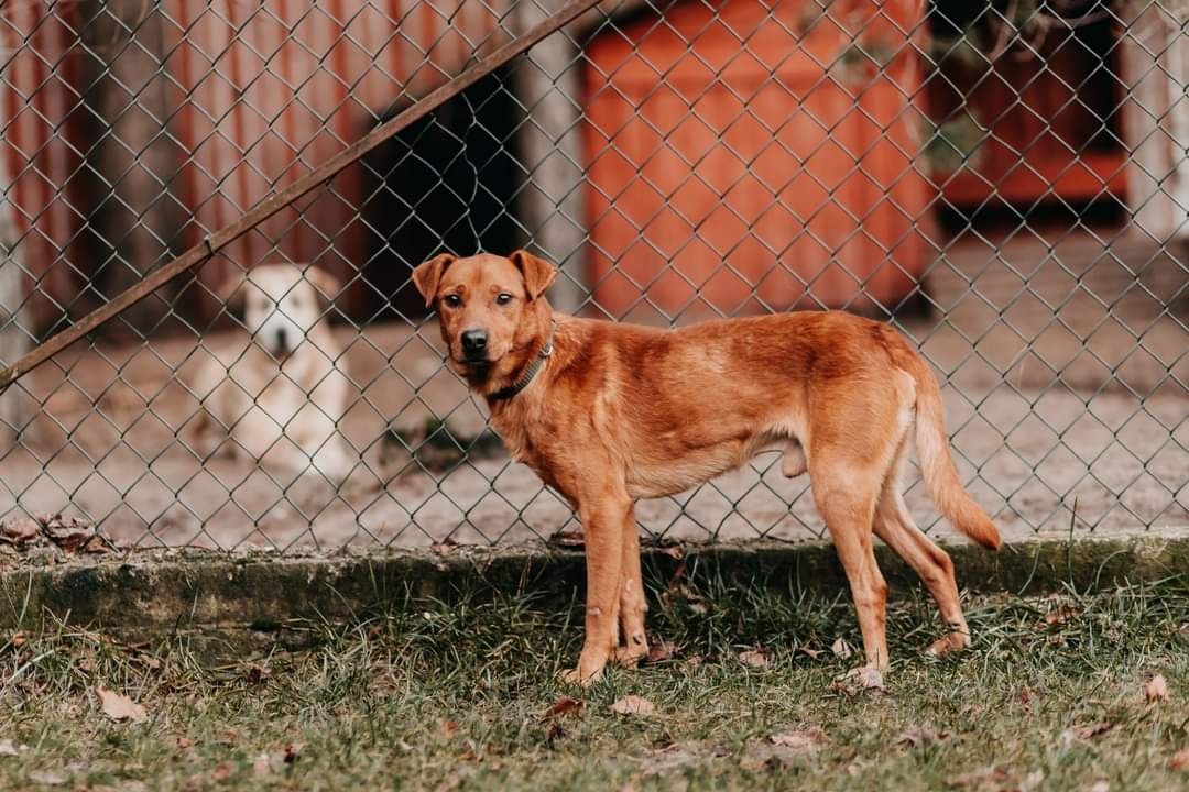 Dingo poleca się do adopcji