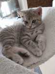 Gatinho Scottish Straight