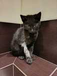 Kotek do adopcji
