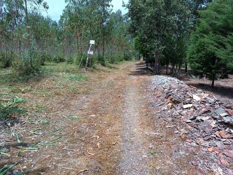 Terreno com Eucaliptal