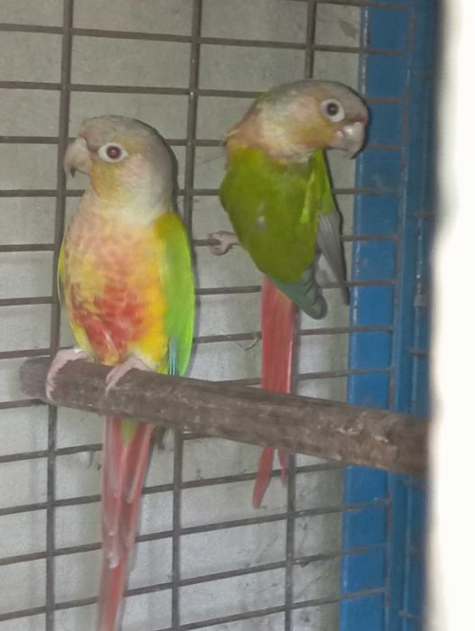 Casal adulto de pyrrhuras