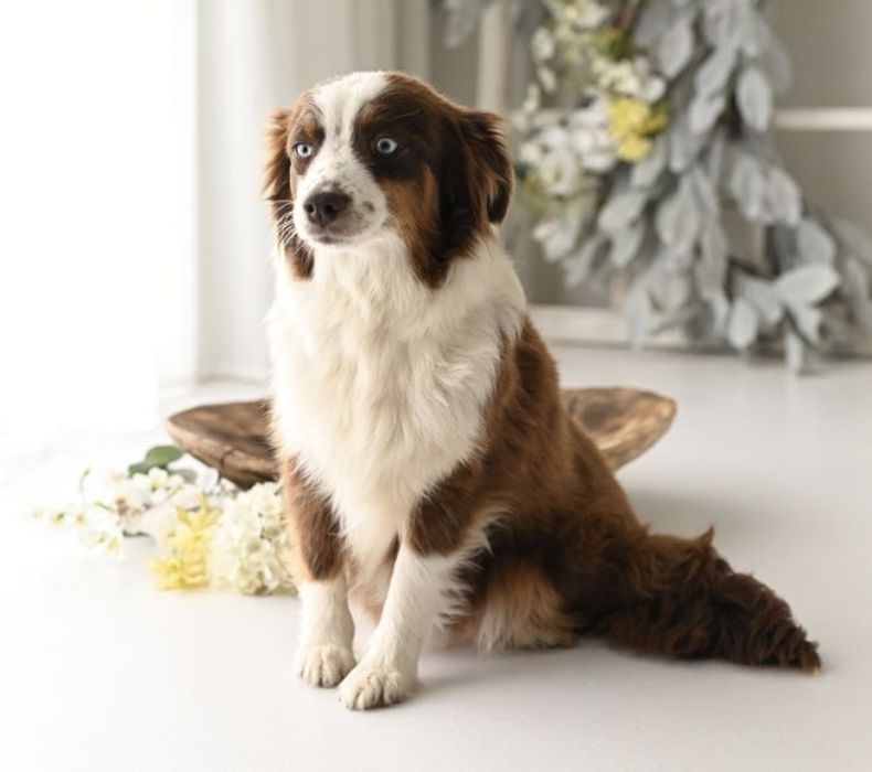 Rezerwacja/ Miniaturowy Owczarek Amerykański / piesek / red merle