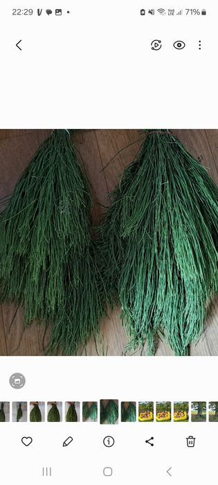 Świeży skrzyp polny z Warmii 2 kg dla zdrowia i urody