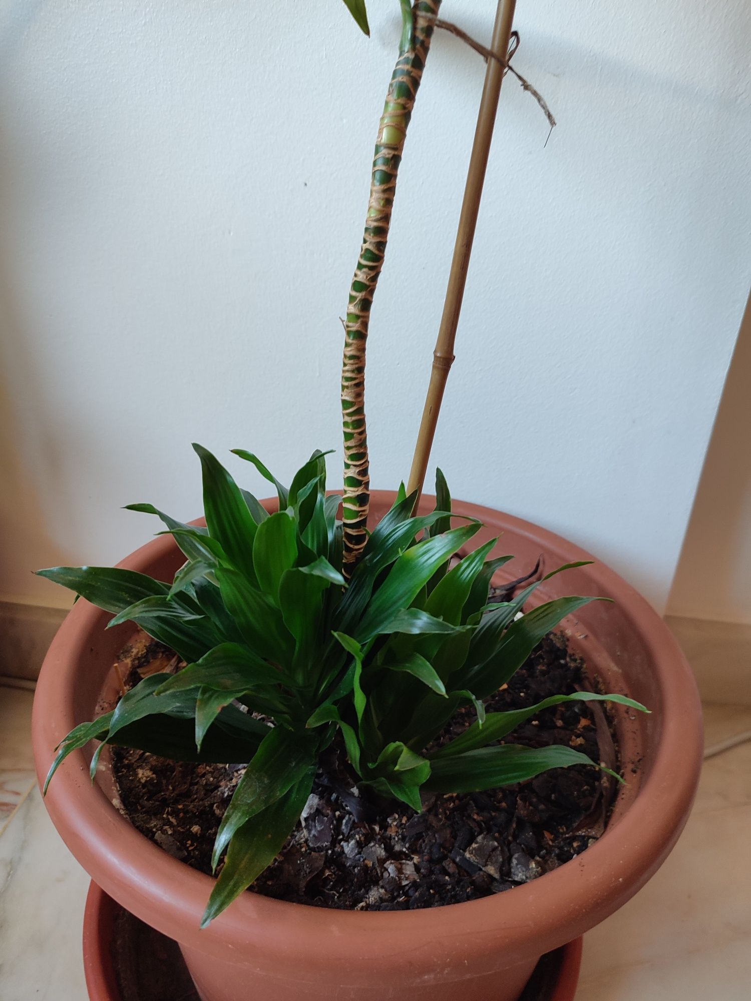 Planta Dracaena compacta