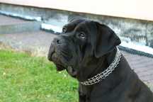 Cane corso Italiano reproduktor zkwp fci
