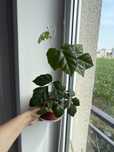 cissus Rombolistny w doniczkach
