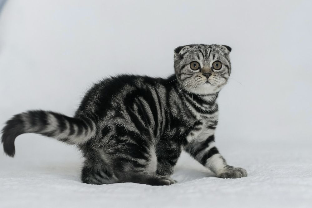 Шотландский вислоухий мальчик