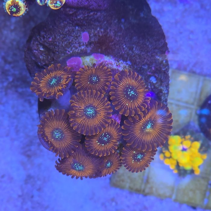 Zoanthus magician