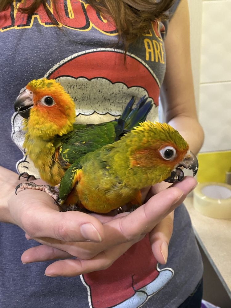 Солнечная араиинга  ручные попугаи птенцы выкормыши