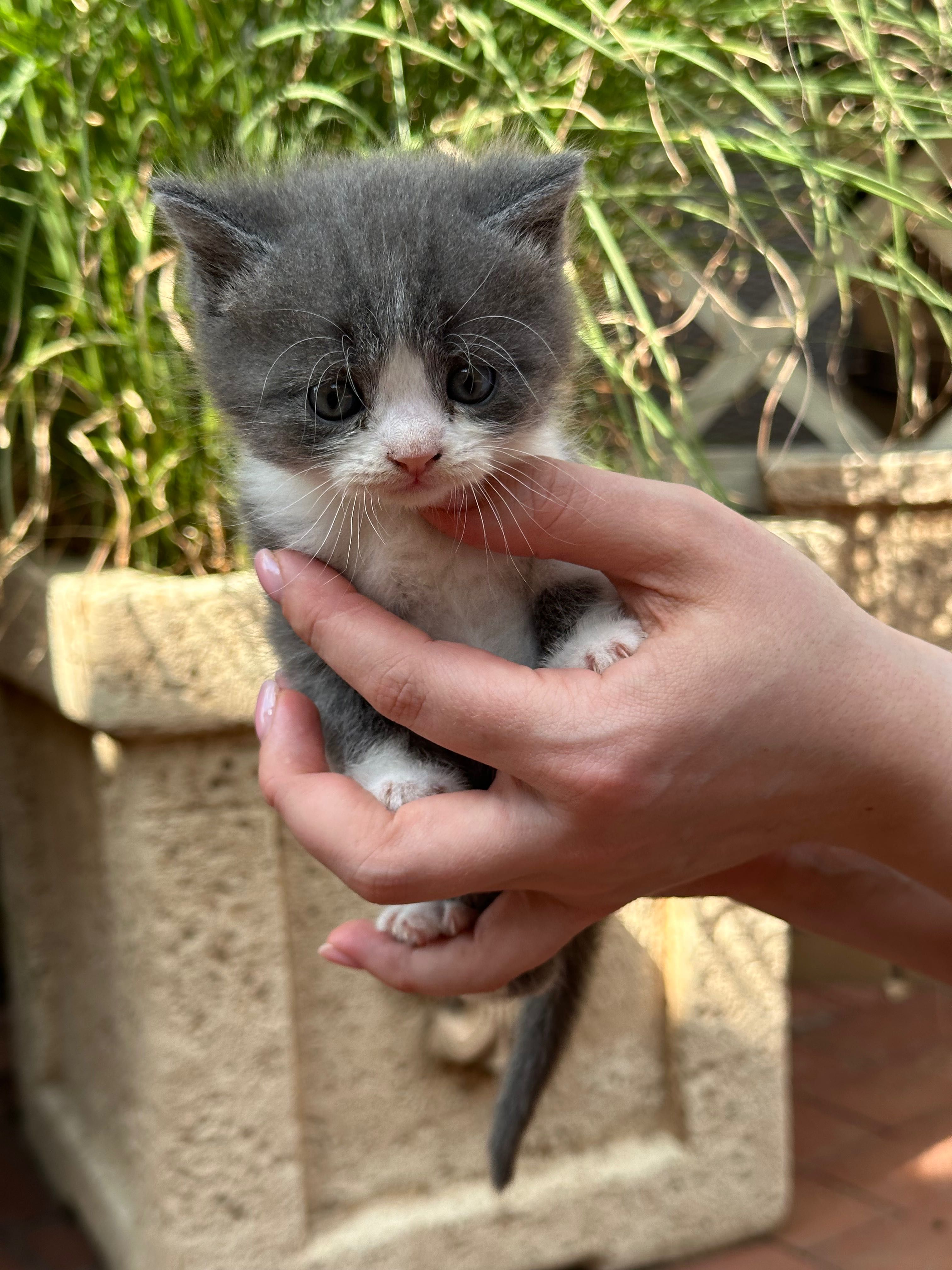 Маленьке кошеня.